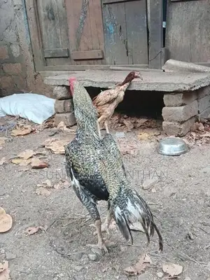 Rooster