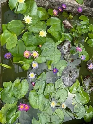 බැංකොක් මානෙල් පැළ