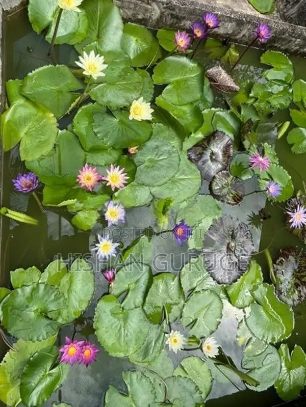 බැංකොක් මානෙල් පැළ