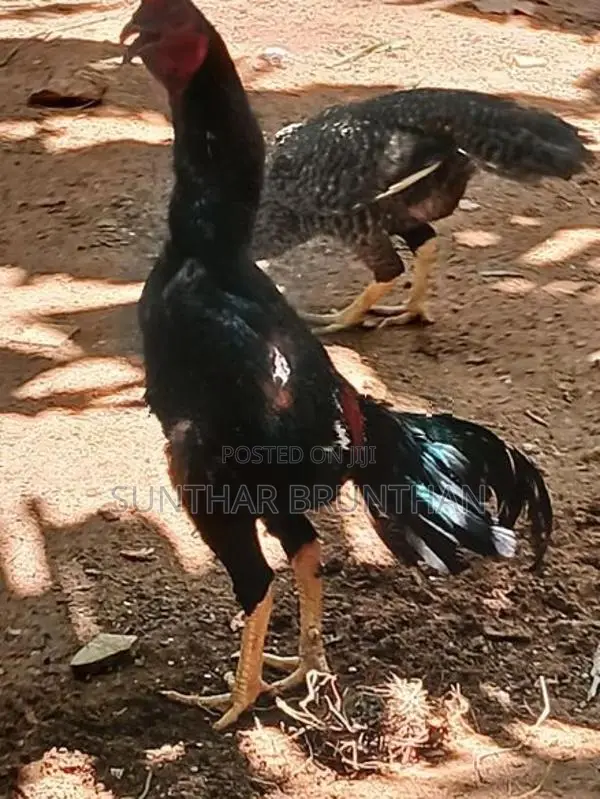 Rooster