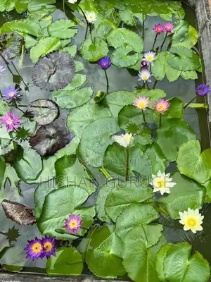 බැංකොක් මානෙල් පැළ