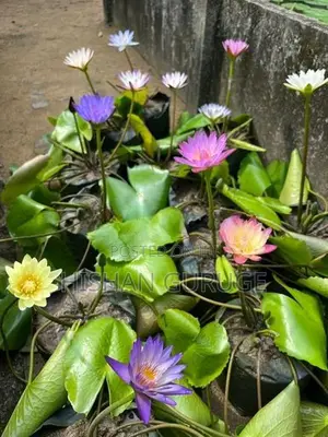 බැංකොක් මානෙල් පැළ