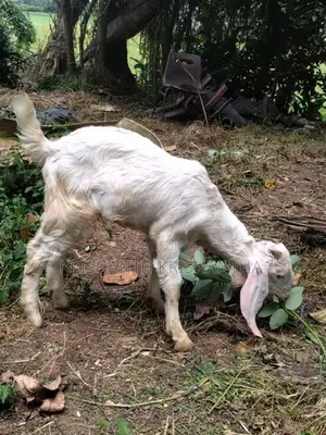 Male Goat