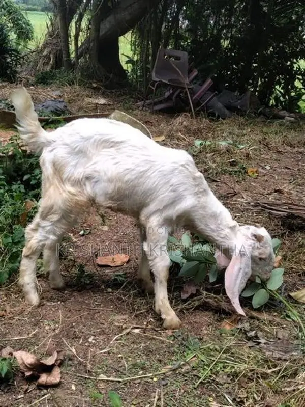 Male Goat
