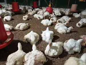Broiler Chicken
