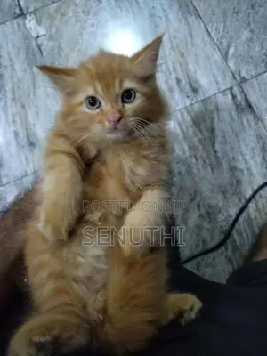 Persian Kitten