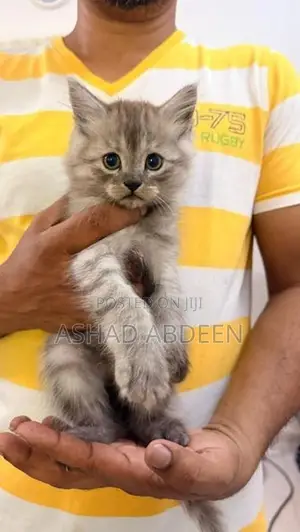 Persian Cats