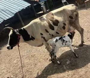 Milking cow