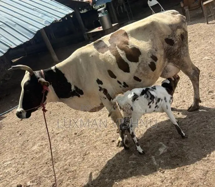 Milking cow