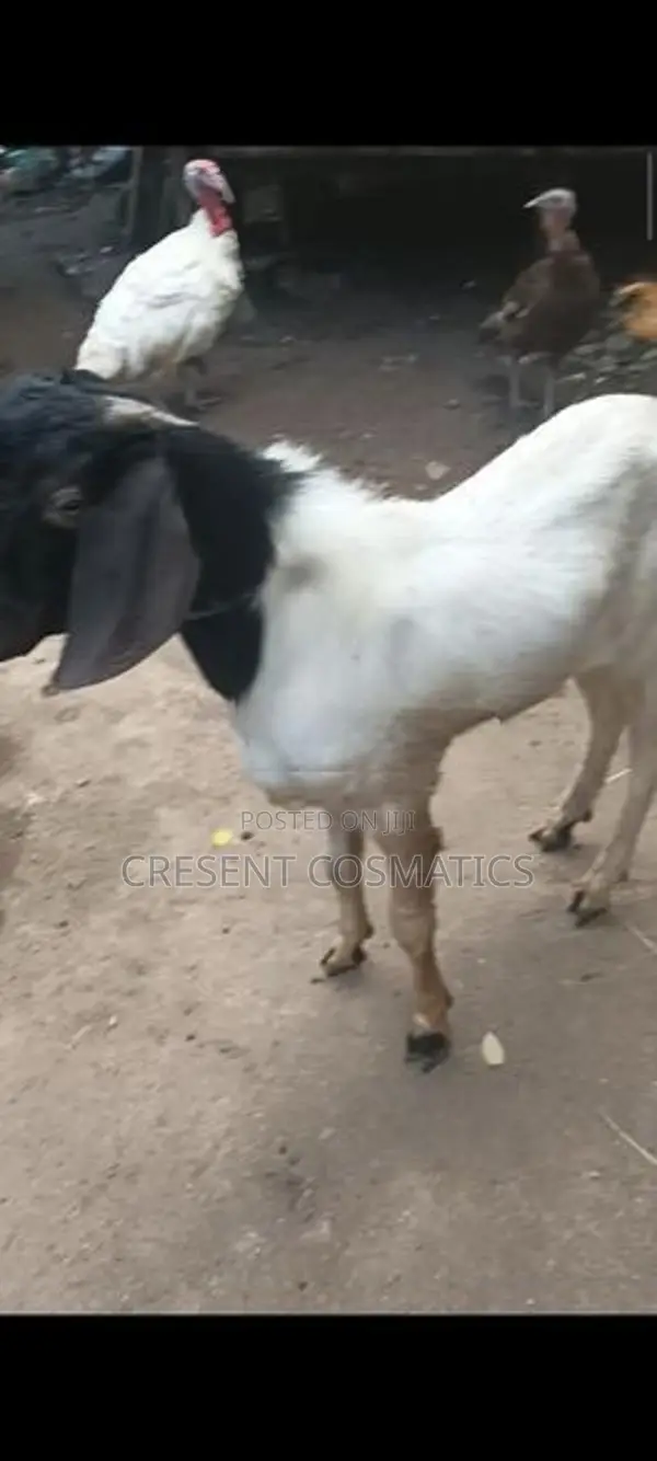 Goat Male