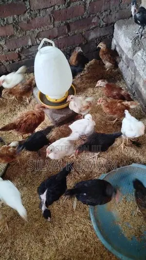 ගම් කුකුලු පැටවුන්