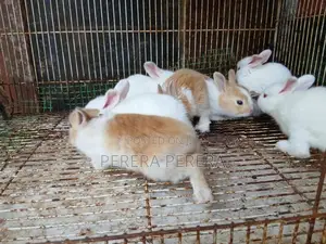 හා පැටවු