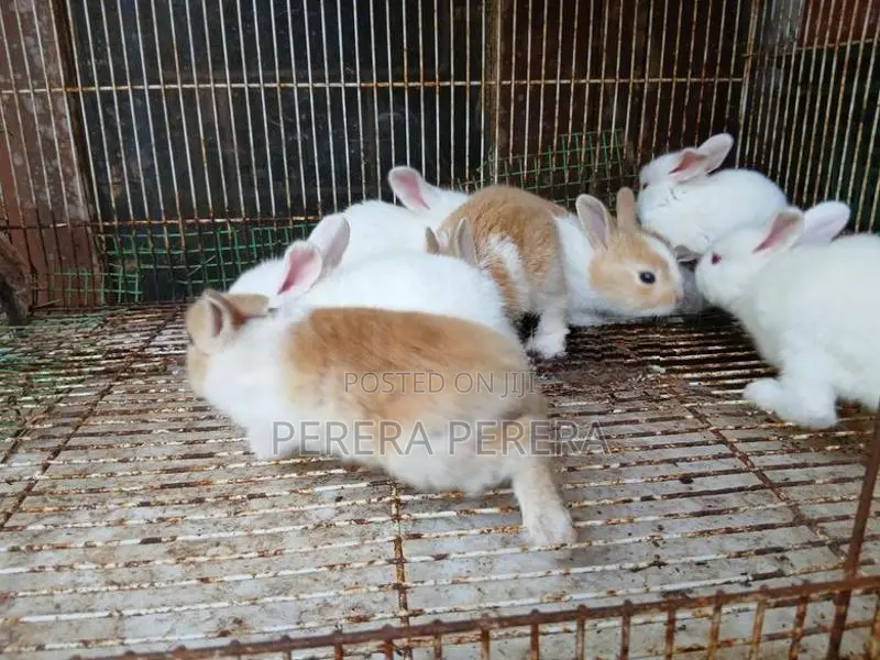 හා පැටවු