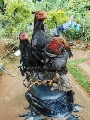 Brahma Chickens