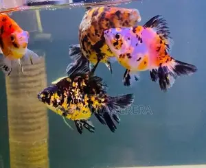 Calico Goldfish