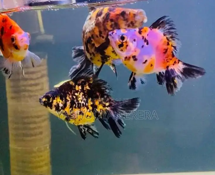 Calico Goldfish