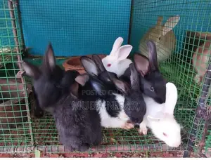 Rabbit