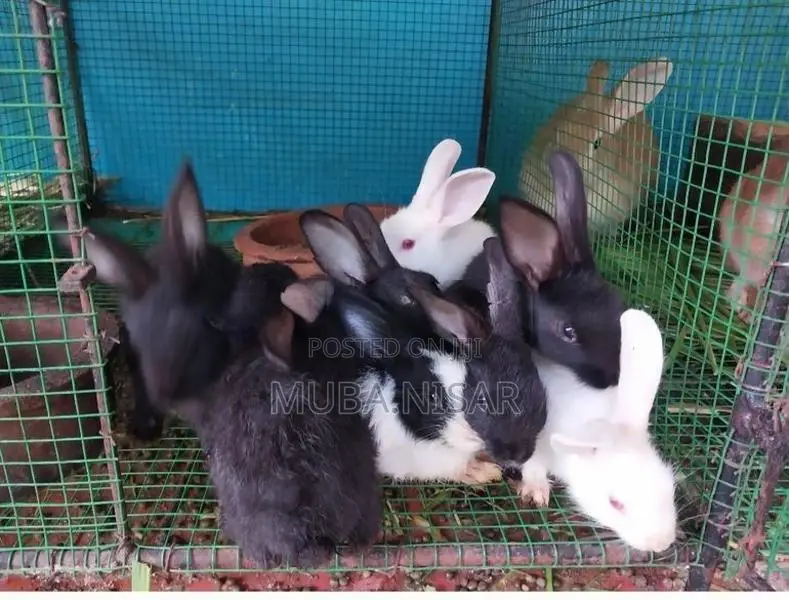 Rabbit