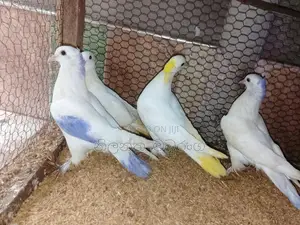 Pigeon
