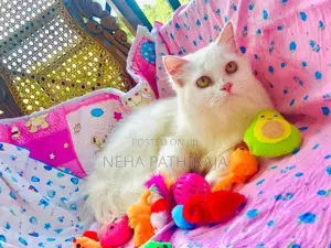 Persian Cat