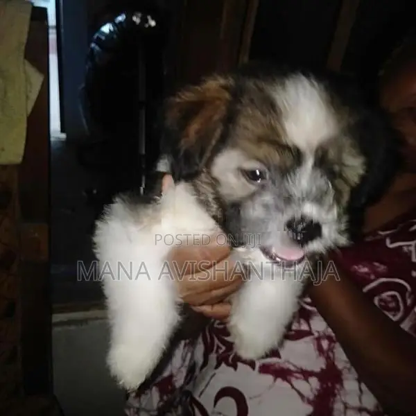 Terrier Puppy
