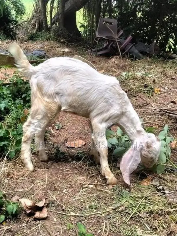 Male Goat