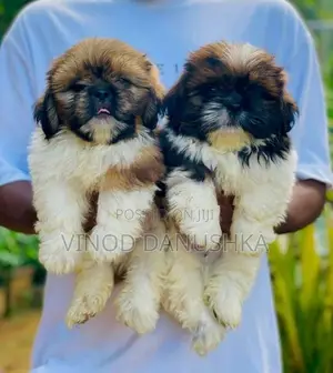 Shitzu puppies