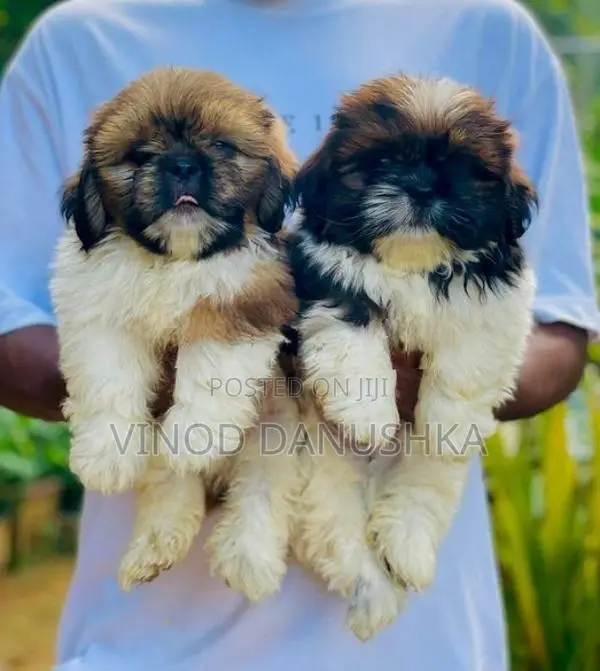 Shitzu puppies