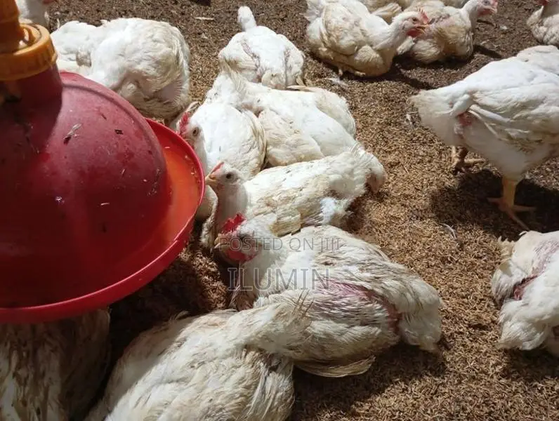 Broiler Chicken