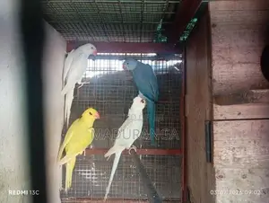 Ring Neck Birds