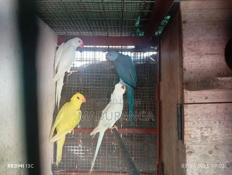 Ring Neck Birds