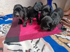 Long-Haired Dachshund Puppies