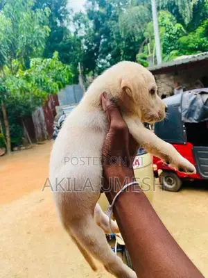 Labrador Dog