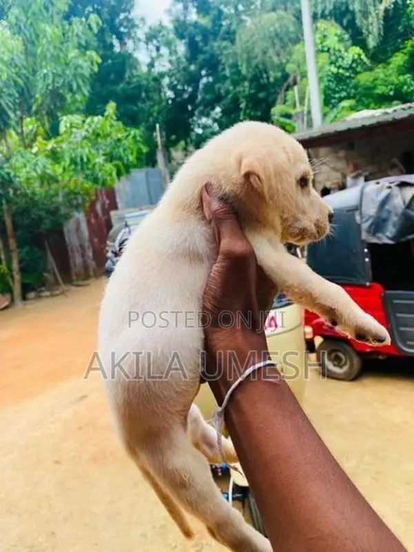 Labrador Dog
