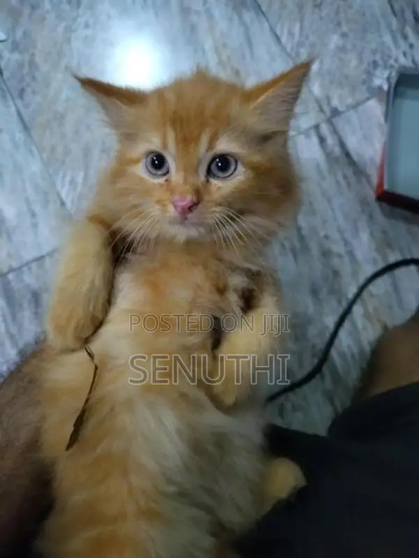 Persian Kitten