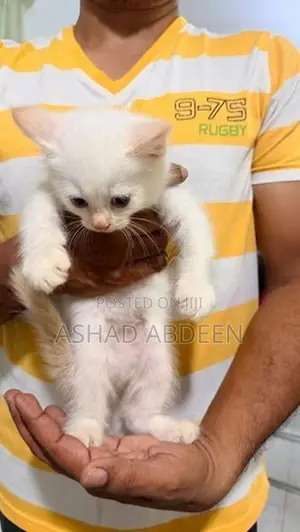 Persian Cats
