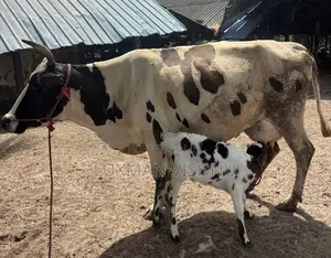 Milking cow