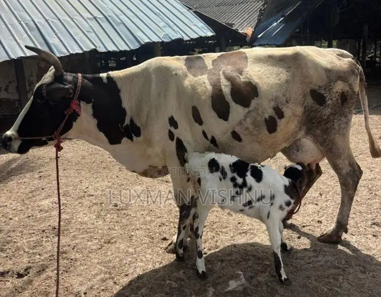 Milking cow
