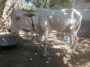 வண்டில் மாடு