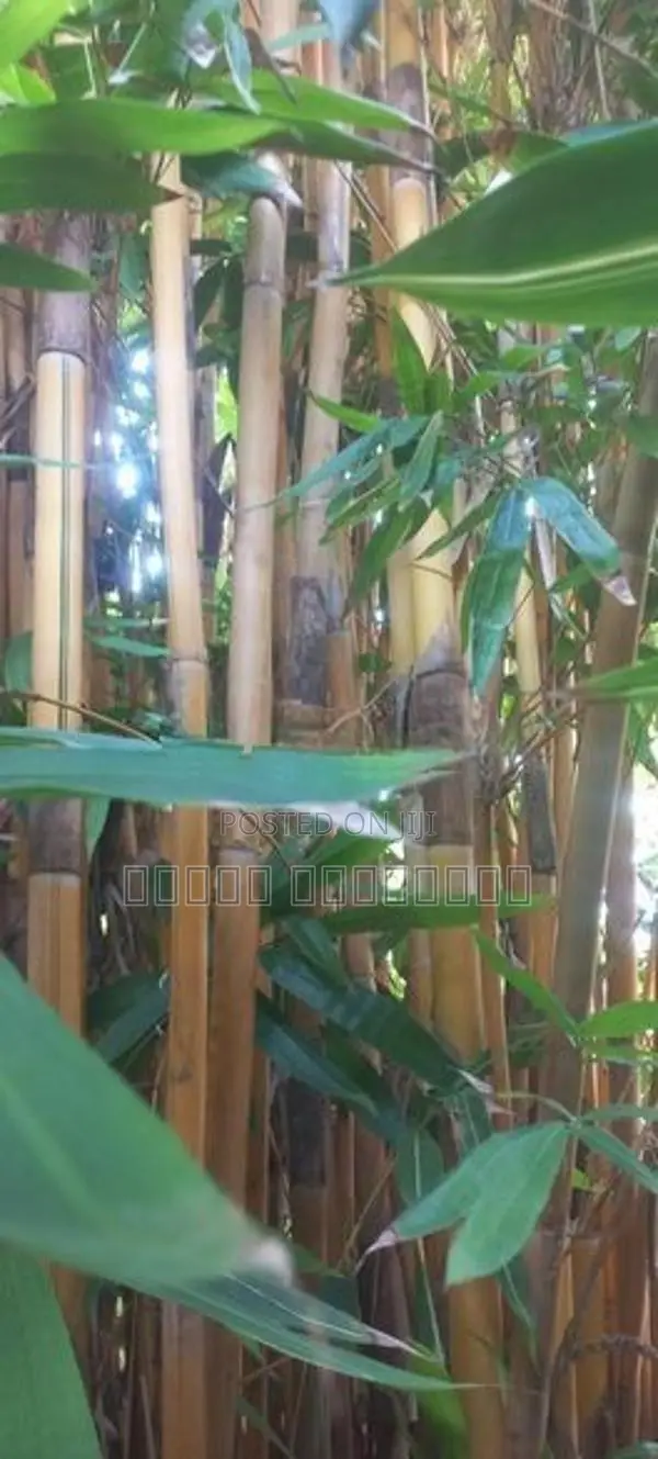 Bamboo Sticks