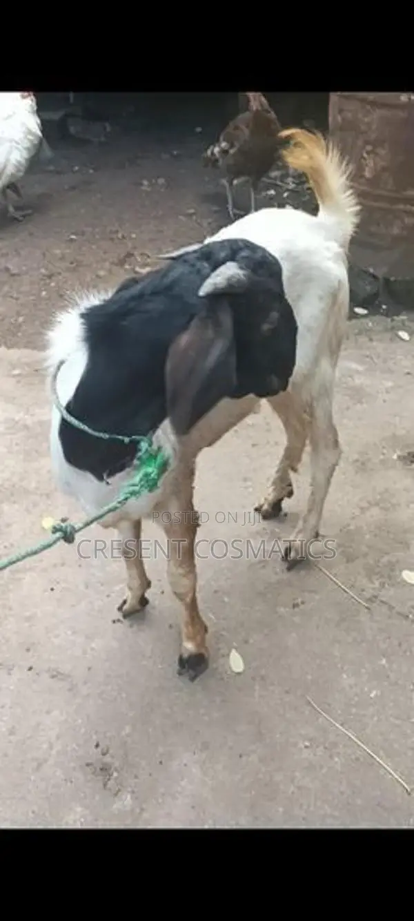 Goat Male