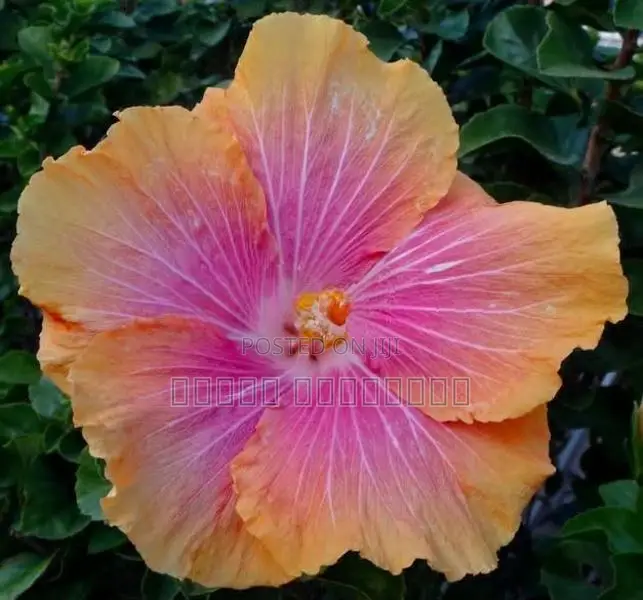 hibiscus
