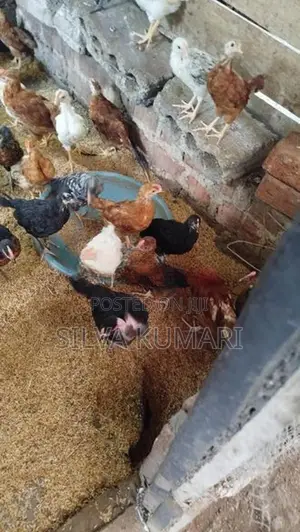ගම් කුකුලු පැටවුන්