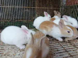 හා පැටවු