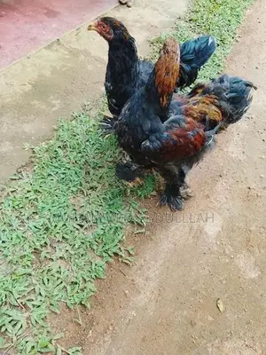 Brahma Chickens