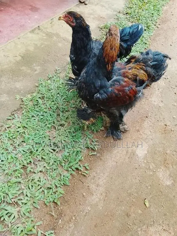 Brahma Chickens