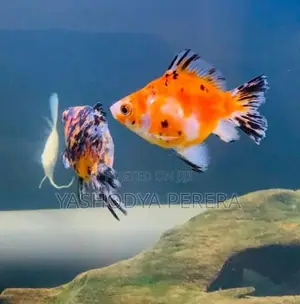 Calico Goldfish