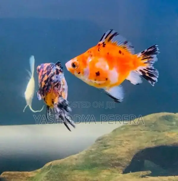 Calico Goldfish