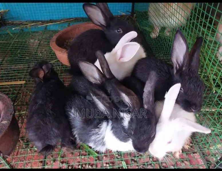 Rabbit
