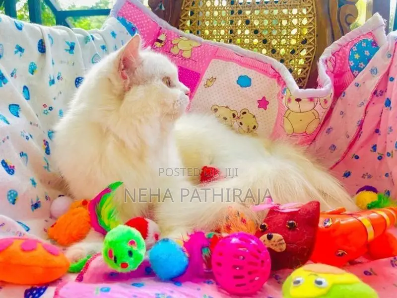 Persian Cat